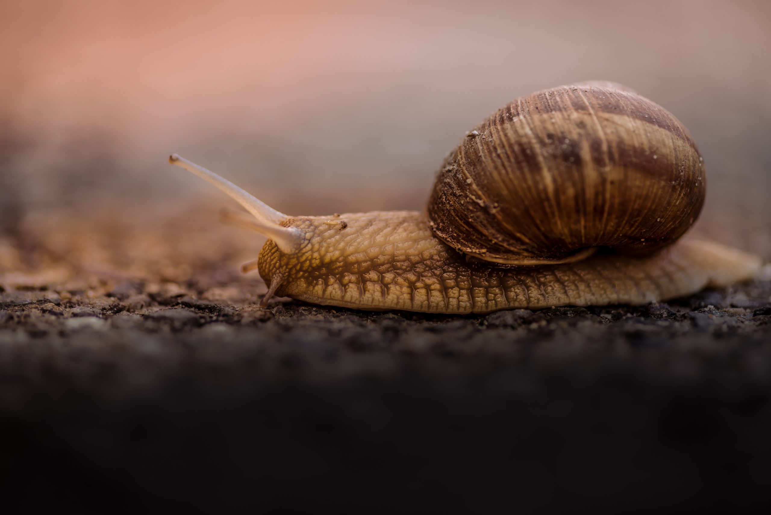 Read more about the article WordPress zu langsam? – So kannst du die Ladezeit optimieren